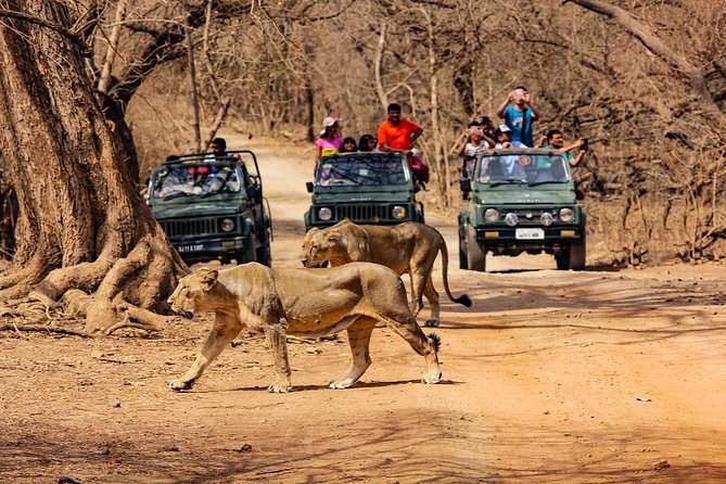 girnar nature safari booking