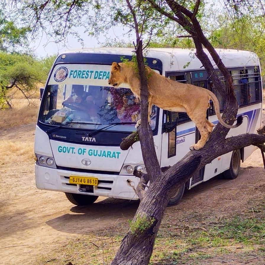 bus safari in gir
