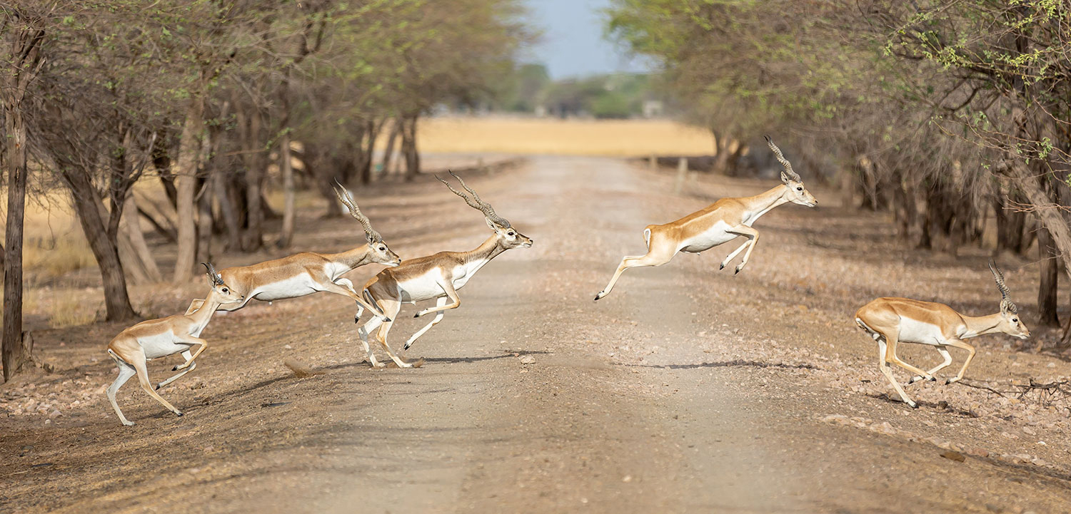 girnar nature safari booking